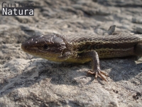 Psammodromus algirus