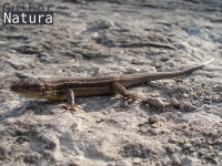 Psammodromus algirus