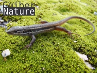 Psammodromus algirus