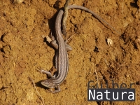 Psammodromus algirus