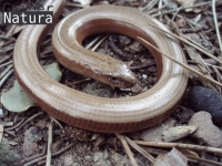 Anguis fragilis 