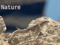 Podarcis liolepis atrata