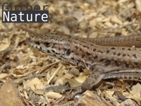 Podarcis liolepis atrata