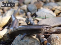 Chalcides bedriagai 