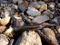 Chalcides bedriagai 