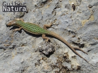 Podarcis pityusensis