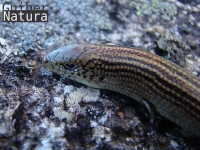 Chalcides striatus