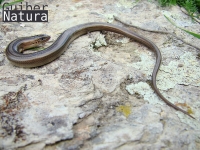 Chalcides striatus