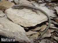 Iberolacerta  galani