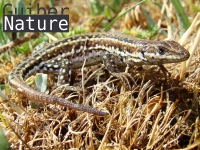 Podarcis hispanica morfotipo 1A