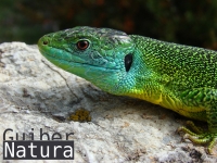 Lacerta viridis