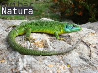 Lacerta viridis