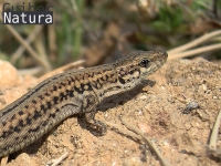 Podarcis hispanica morfotipo 1A