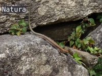 Iberolacerta  monticola
