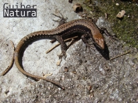 Iberolacerta  monticola