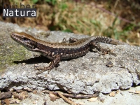 Iberolacerta  monticola