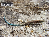 Iberolacerta  monticola