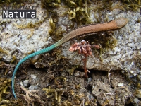 Iberolacerta  monticola