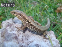 Podarcis muralis