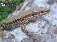 Podarcis muralis
