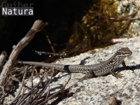 Podarcis muralis
