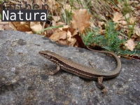 Podarcis muralis