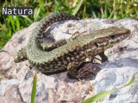 Podarcis muralis