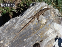 Podarcis muralis