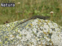 Podarcis muralis