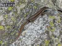 Podarcis muralis
