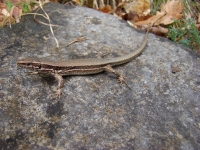 Podarcis muralis