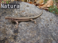 Podarcis muralis