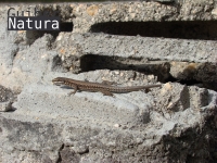 Podarcis muralis