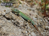 Podarcis pityusensis