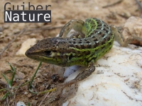 Psammodromus hispanicus