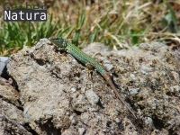 Podarcis pityusensis