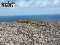 Podarcis pityusensis