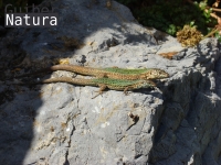 Podarcis pityusensis