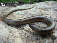 Chalcides striatus