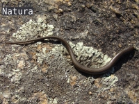 Chalcides striatus