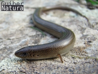 Chalcides striatus