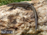 Zootoca vivipara