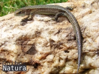 Zootoca vivipara