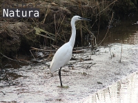 Egretta garzetta