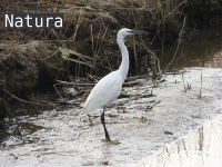 Egretta garzetta