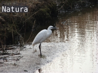 Egretta garzetta