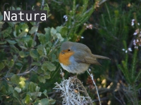 Erithacus rubecula
