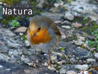 Erithacus rubecula