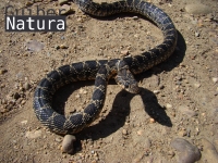 Hemorrhois hippocrepis 