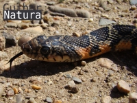 Hemorrhois hippocrepis 